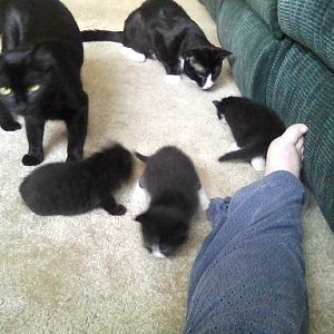 Mom & Dad with 3 kittens.JPG