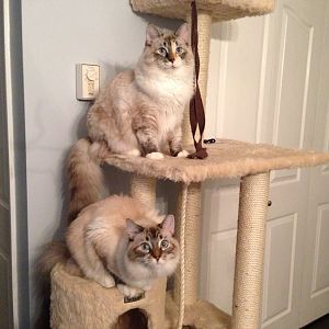 Pudd and Biscuiy on kitty condo02.JPG