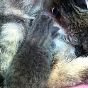 Bella & Kittens 019.jpg