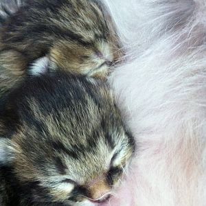 Bella & Kittens 043.jpg