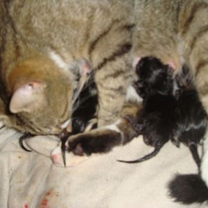 Kayfur having kittens 12.7.13 025.JPG