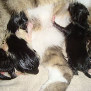 Kayfur having kittens 12.7.13 029.JPG