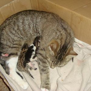 Kayfur having kittens 12.7.13 038.JPG