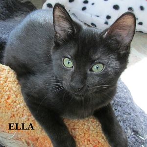 Kittens Ella July 7-24 061.jpg