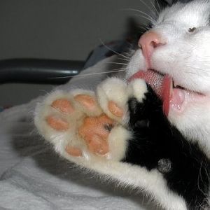curly paws 2.JPG