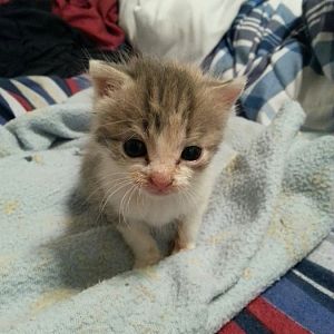 omg the cutest kitten ever.jpg