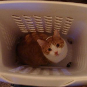 Fattie in clothes basket.JPG