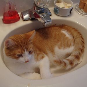 Fattie in sink (2).JPG