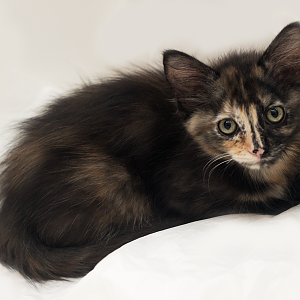 IMG_3470tortie2.png