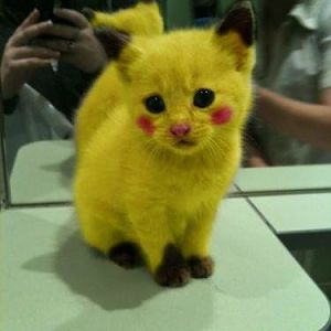 anime-cat-cute-cuteness-overload-kitten-Favim_com-