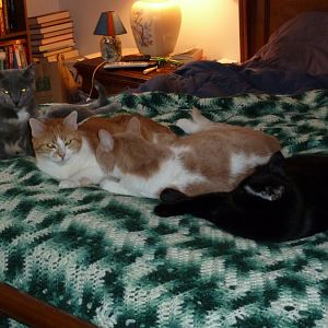 4 Kitties Bed 2.JPG