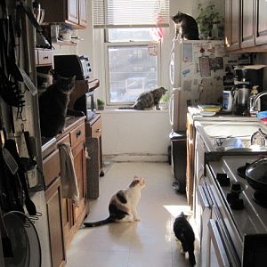 Cats in the kitchen.JPG