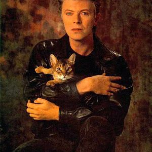Bowie Cat.jpg