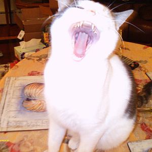Picassa yawning.JPG