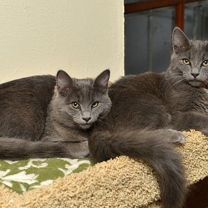 Two kitties.jpg