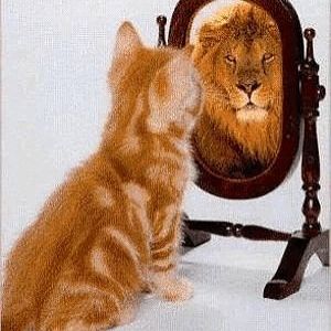 cat_lion_mirror.jpg
