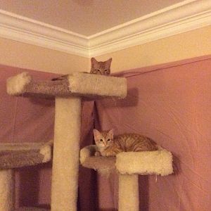 Tom and Jerry in their new home.jpg