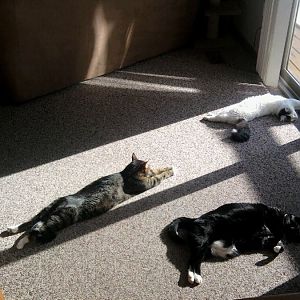 Three cats.jpg