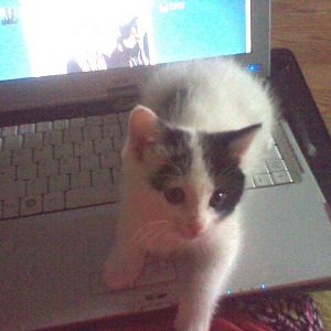 kitty computer.jpg