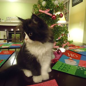 Christmas Kittens 039.JPG