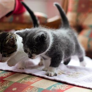 Kitten helping pets NE 3.jpg