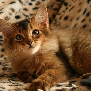 Somali-Kitten-Mia.jpg