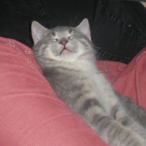 Cat_Nap_by_tablesalt.jpg