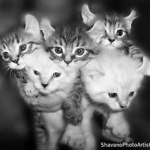 kittens~~element1120.jpg