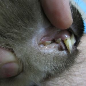 Cat teeth problem.jpg