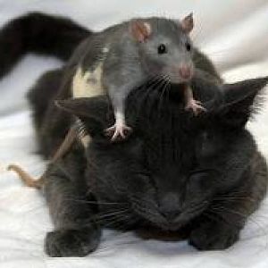 kitty mouse.jpg