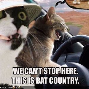 Bat country cats.jpg