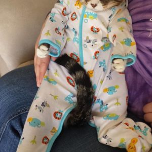 Cat in foot pajamas.jpg