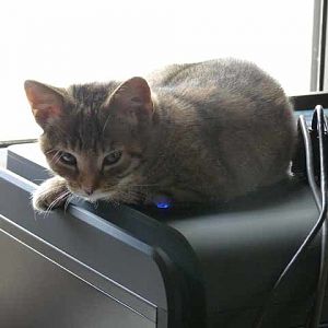 computer kitten.jpg
