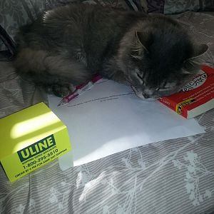 homework kitty.jpg