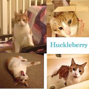 huckleberry.jpg