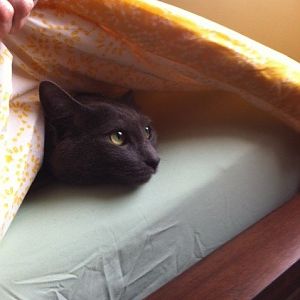 Jasper hiding bed.jpg