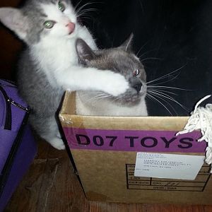 Cats in a box.jpg