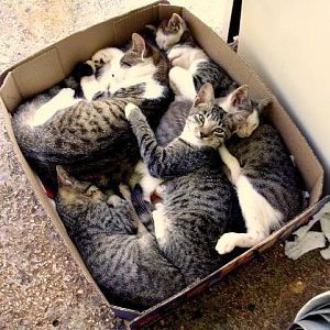 Box-of-Cats-18.jpg