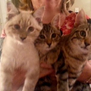 3 kittens.jpeg