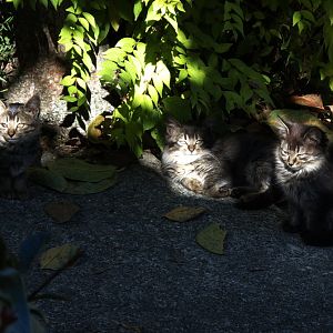 Kittens1.jpg