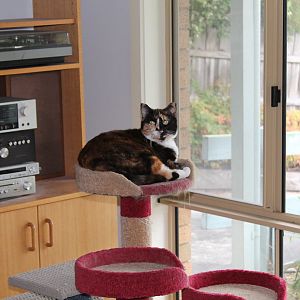 Kîa sitting on Cat Tower.jpg