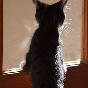 Minstrel views the outside world from a sunny spot