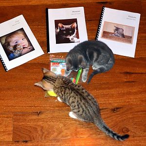Ginge & Possum with their foster profiles and toys