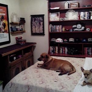 dogs bedroom.jpg