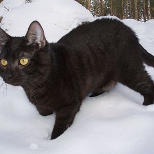 svart-katt-19554.jpg