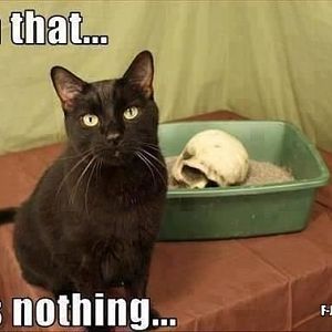 funny-cat-meme-skull.jpg