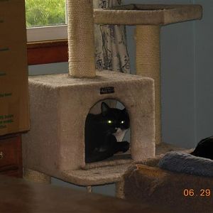 Vid and cats 009 (Small).JPG