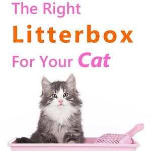 choose-right-litterbox-cat.jpg