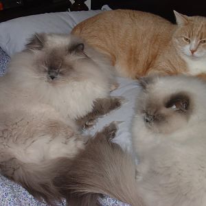 pittsburgh-maria-cats-johnny-mom-dad 006 - Copy.jp