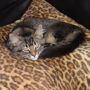 pittsburgh-maria-cats-johnny-mom-dad 213-editedfor